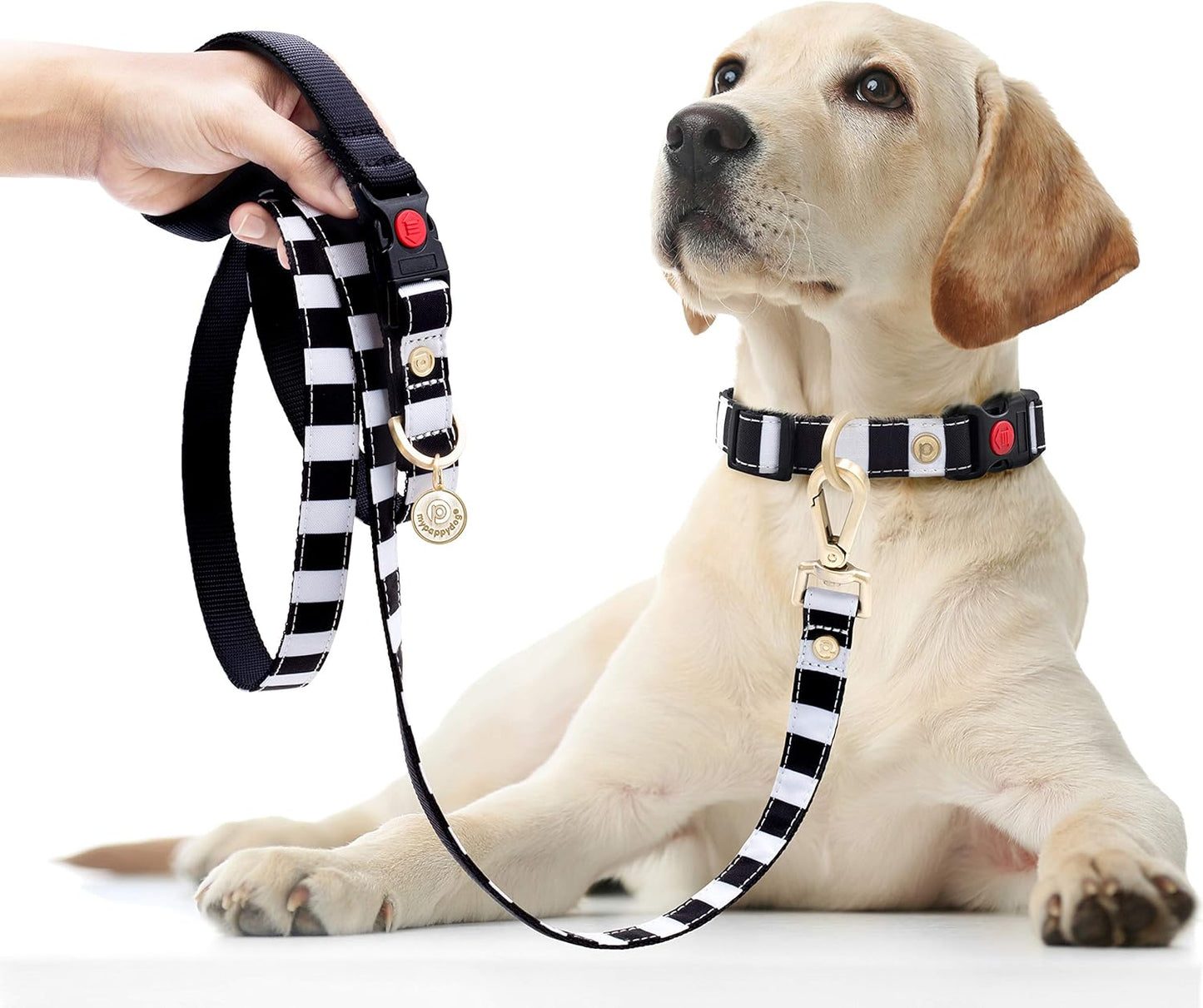 Dog Collar for Small Dogs | Designer Dog Collar | Heavy Duty Dog Collar | Durable Dog Collar - High Tensile D Ring & Lockable Safety Buckle | Small Black/White | Matching Leash Available