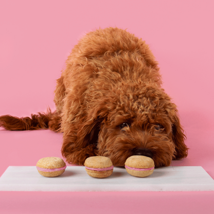 Dog Macarons (Count of 6 - window in packaging)