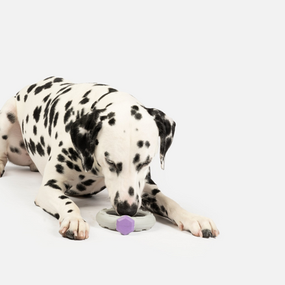 Ring With Lavender Scent Dog Toy