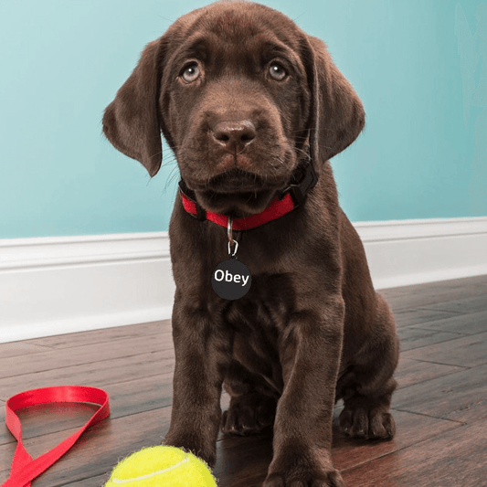 Round Pet Tag for Furry Dogs