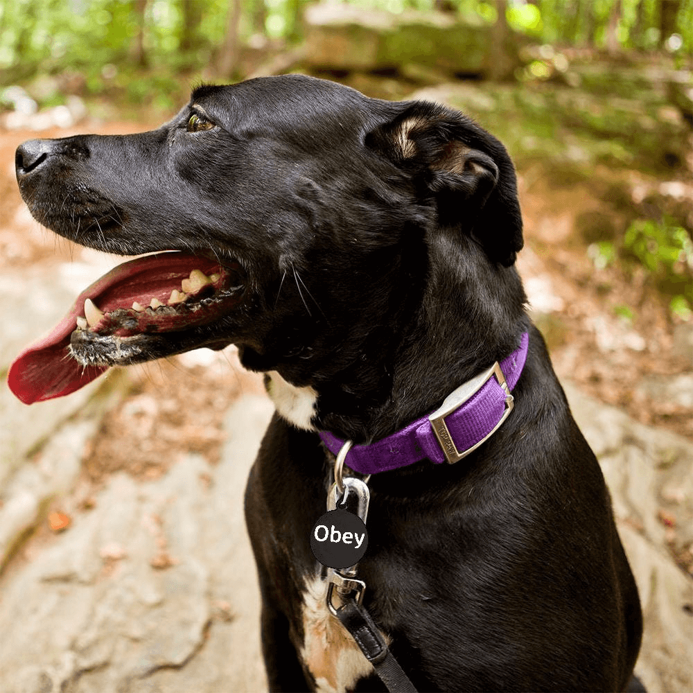 Round Pet Tag for Furry Dogs