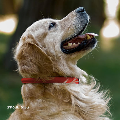 Rolled Leather Dog Collar, Soft Padded round Puppy Collar, Handmade Genuine Leather Collar Dog Small Large Cat Collars 13 Colors (6 Inch, Red Textured)